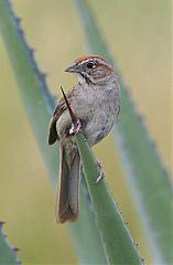 Rufous-crowned Sparrow